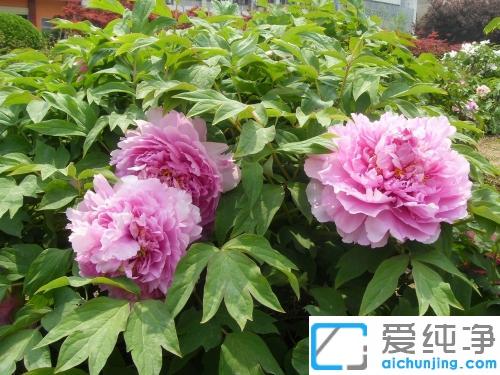 win7ϵͳ����ͼƬ�򲻿���ʲôԭ��_win7ϵͳ�򲻿�ͼƬ�ļ����޸�����