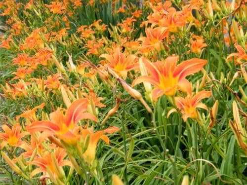 蚂蚁庄园小课堂5.9今日最新答案