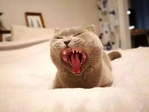 蚂蚁庄园小课堂5.11今日最新答案